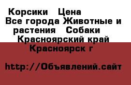 Корсики › Цена ­ 15 000 - Все города Животные и растения » Собаки   . Красноярский край,Красноярск г.